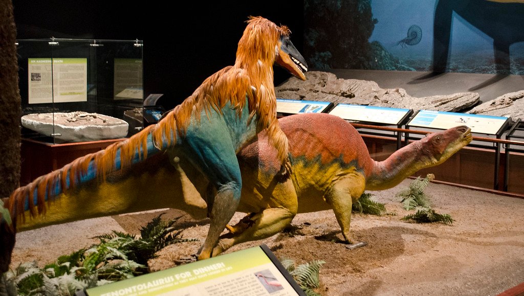 Deinonychus attacks Tenontosaurus - model - Museum of the Rockies.