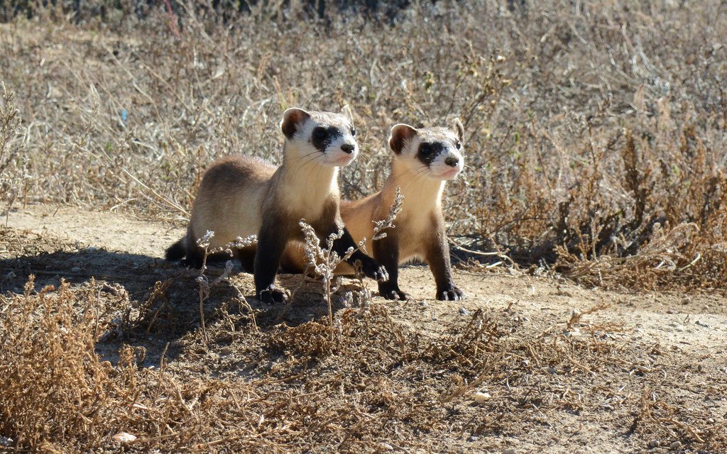 Black-Footed Ferret