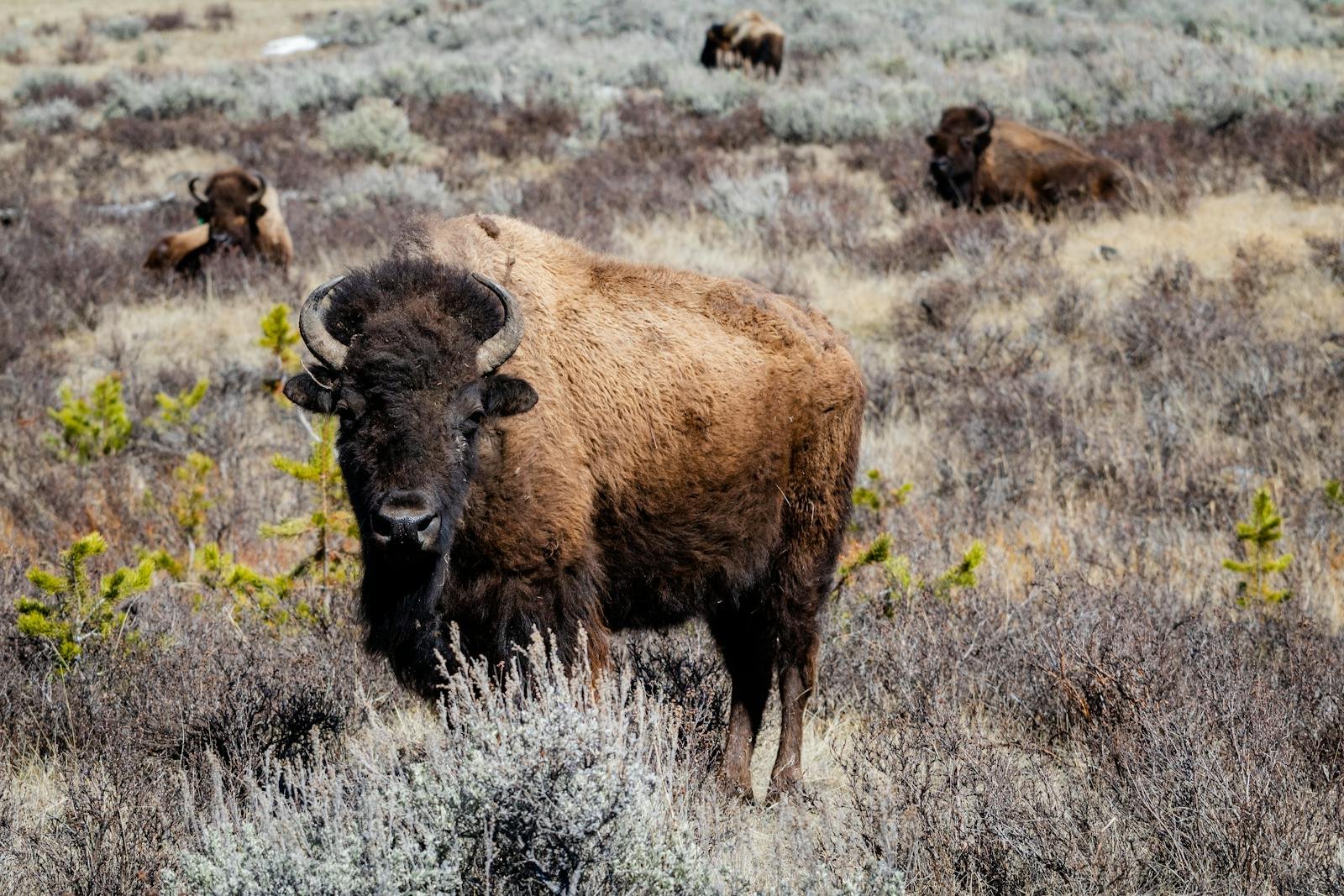 Why Bison Aren’t Really Buffalo (And Other Name Confusions in Biology)