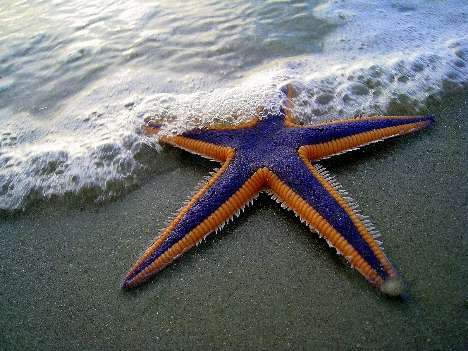 You’re Closer to a Starfish Than a Cockroach (Seriously)