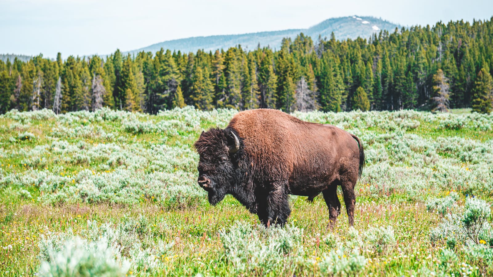 The Rewilding of Kansas: Could Bison Return to the Plains for Good?