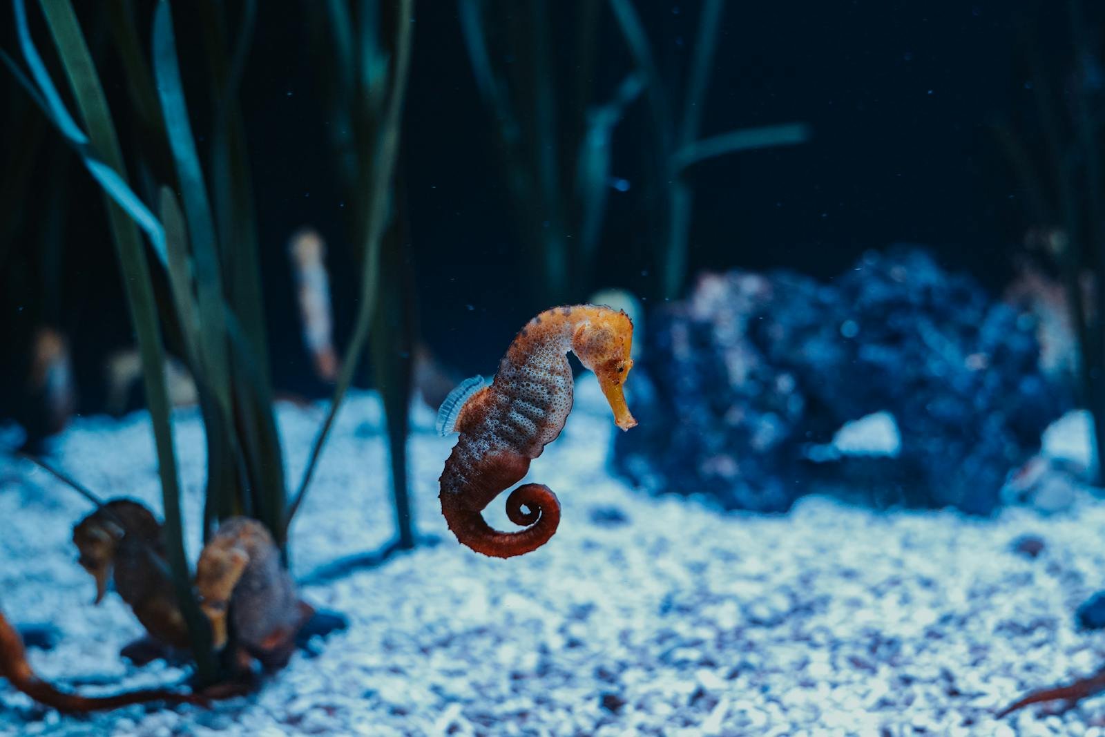 Seahorses: The Best Dads in the Animal Kingdom (A Scientific Perspective)