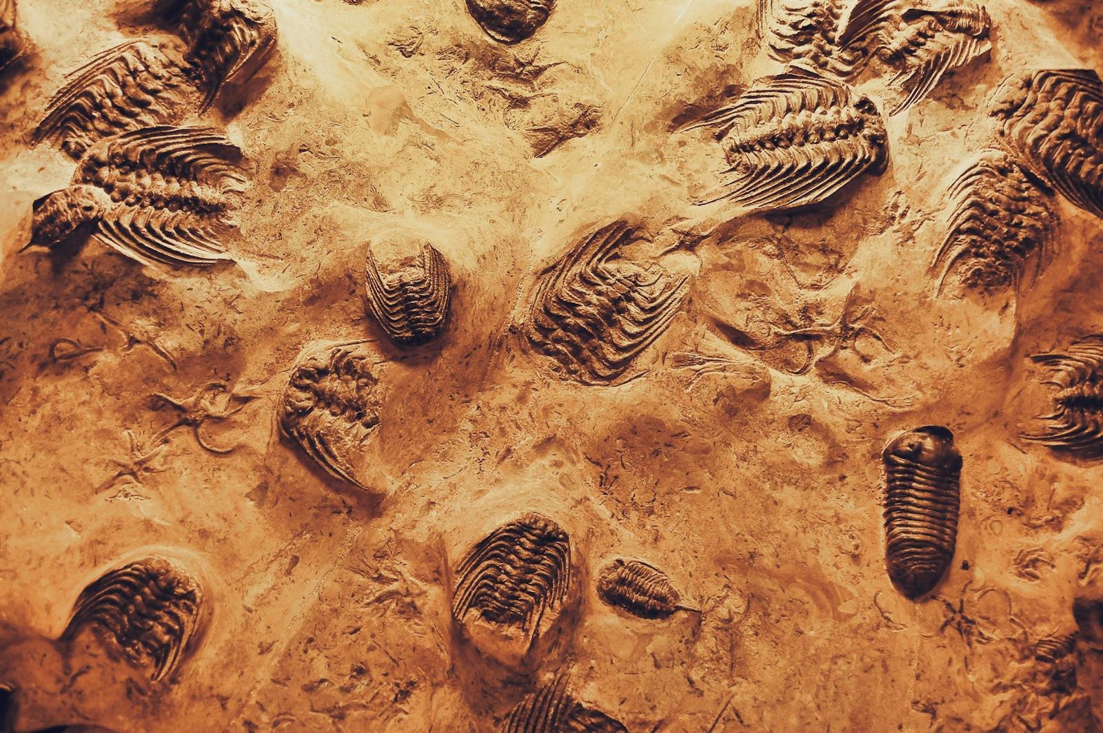 Biomolecules in Fossils: Are We Finding the Building Blocks of Ancient Life?