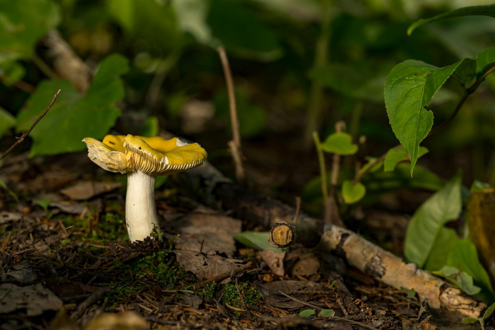 From Blight to Blight: The Plant Pathogens That Changed Human History