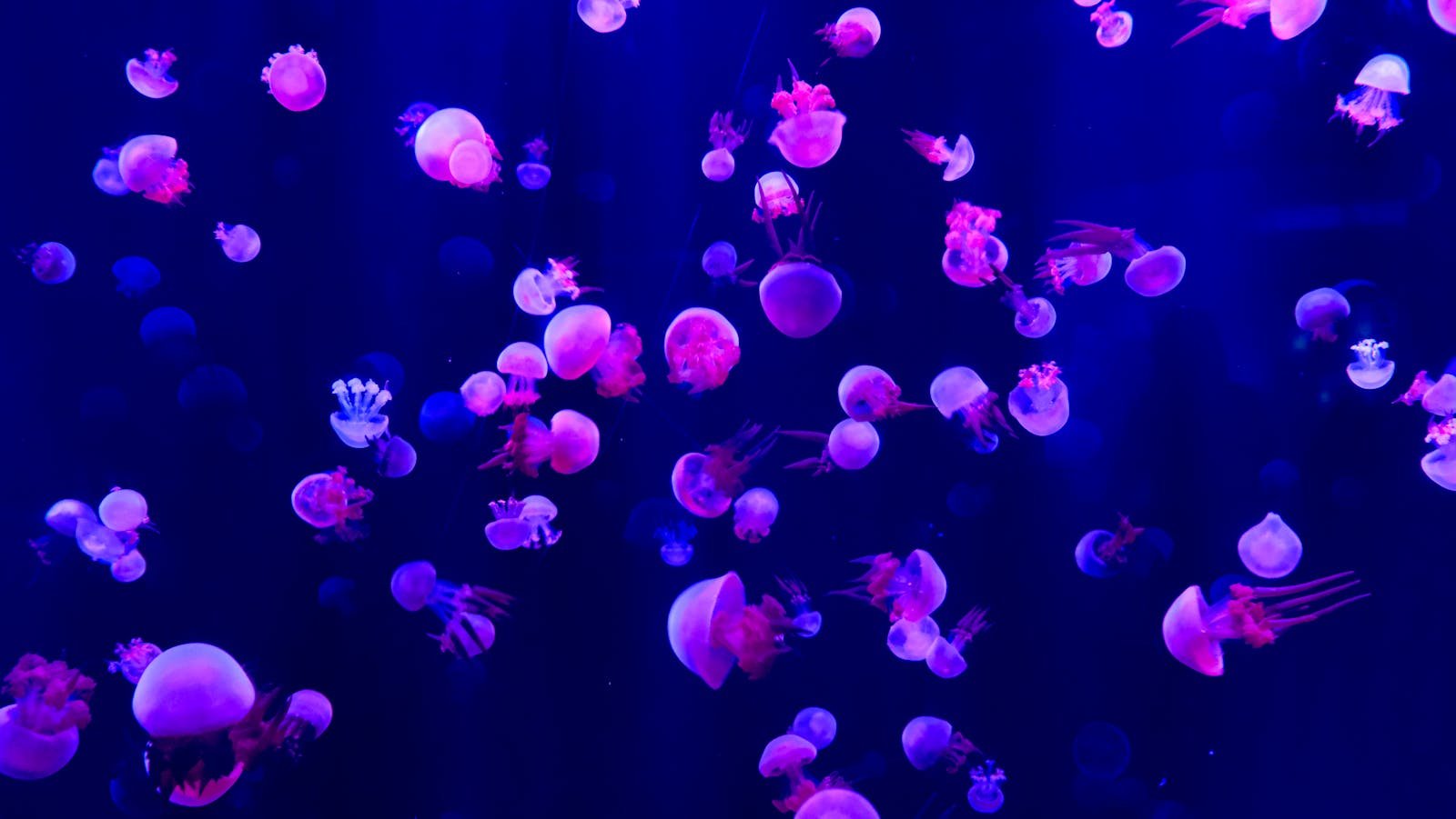 How Jellyfish Populations Are Changing Ocean Food Chains Around the Globe
