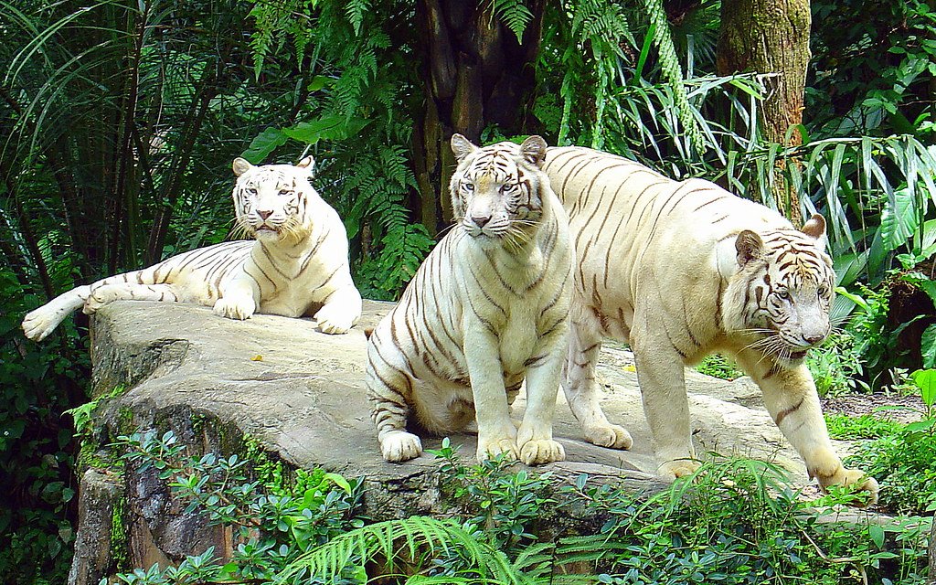 Zoo