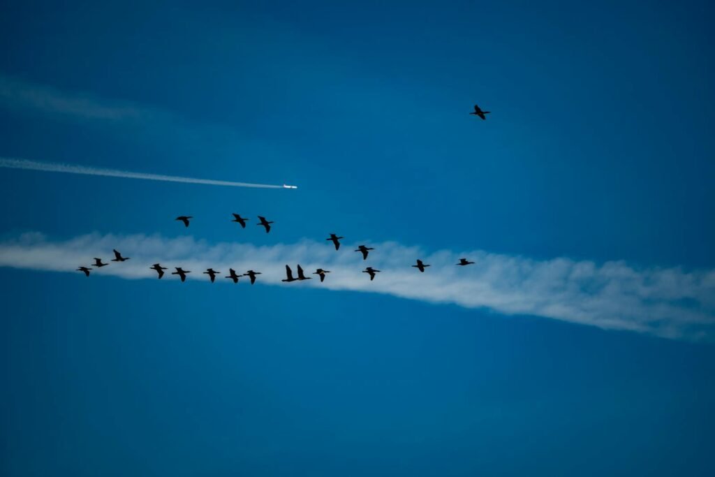 Flock of birds migrating with a plane and contrail in a bright blue sky.