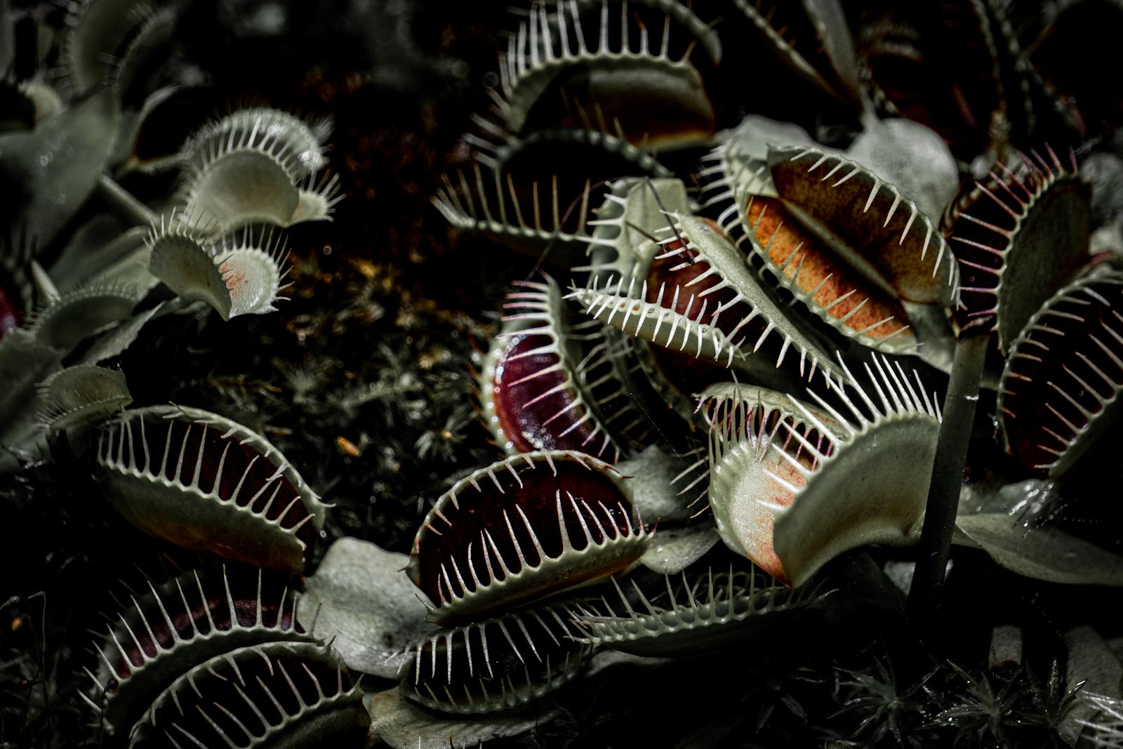 Can a Plant Have a Nervous System? The Curious Case of the Venus Flytrap