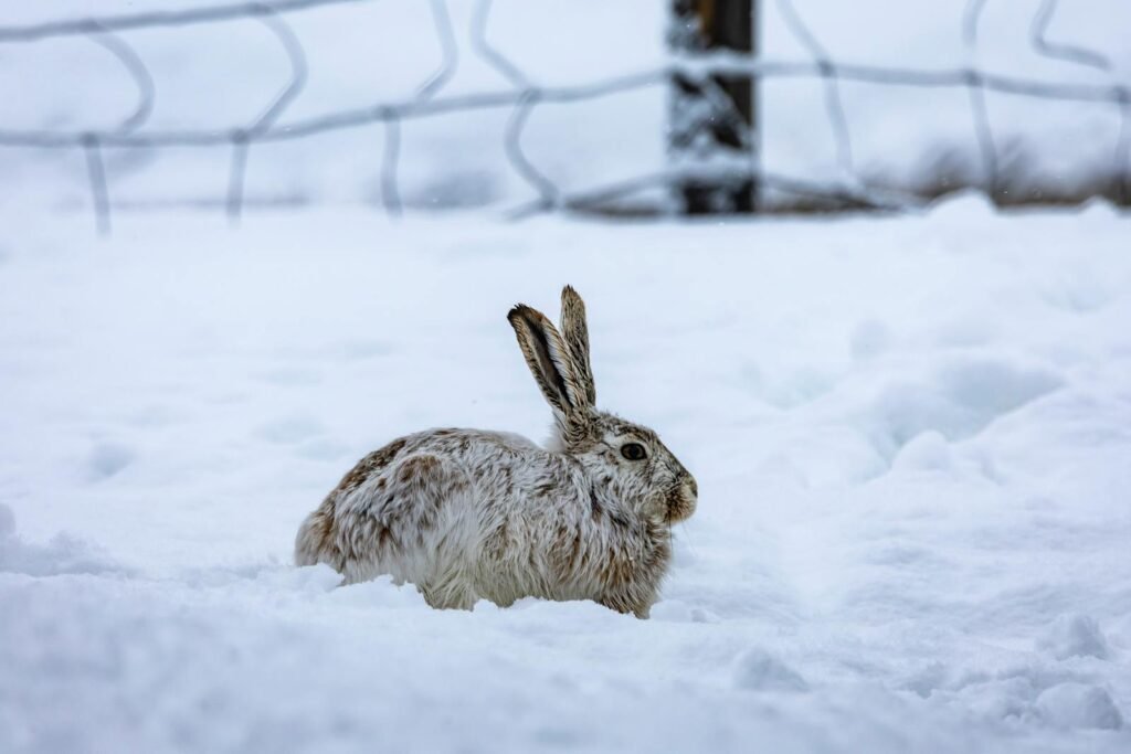 A snow hare calmly sitting in a snowy landscape in winter.
