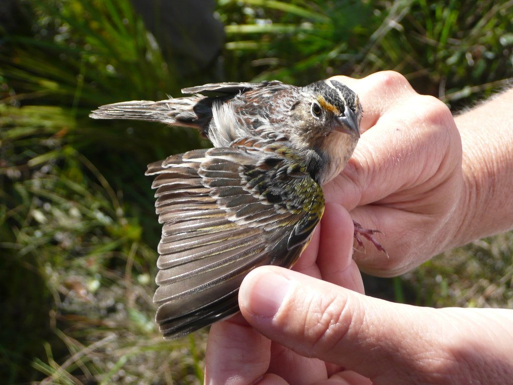 Florida Grasshopper Sparrow.