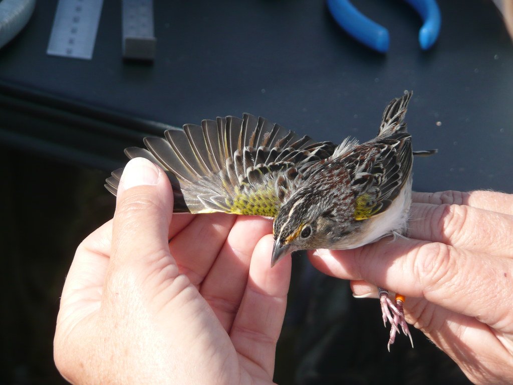 Florida Grasshopper Sparrow.