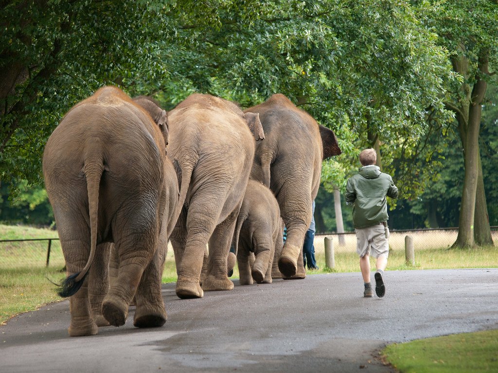 Elephant March