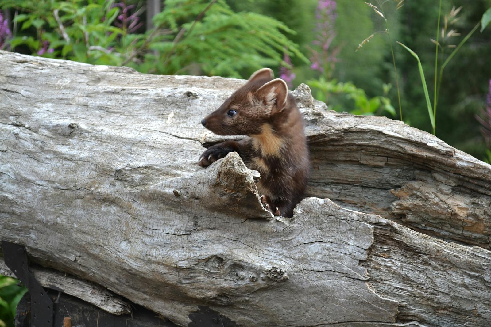 The Pine Marten’s Return: Restoring Balance to Irish Forests