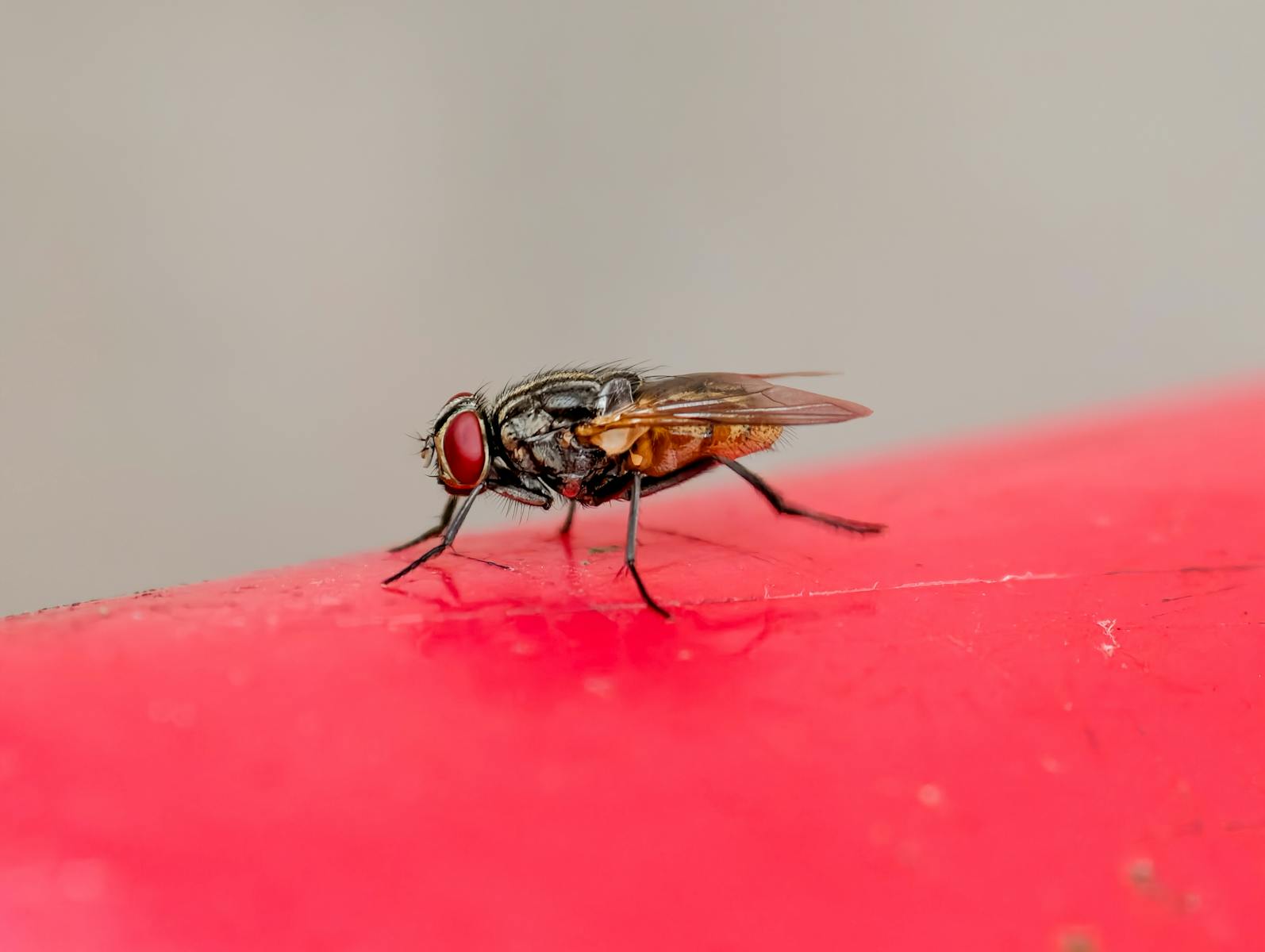 The Art of Disguise: Blow Fly Larvae’s Survival Tactics in Termite Nests