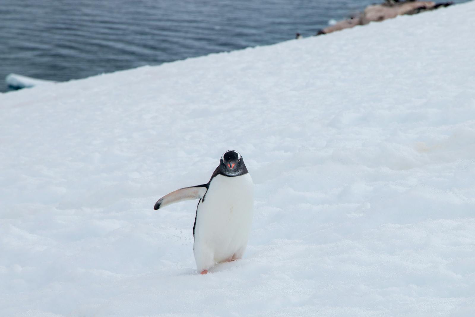 Why the U.S. Just Imposed Tariffs on a Land With No People, Just Penguins