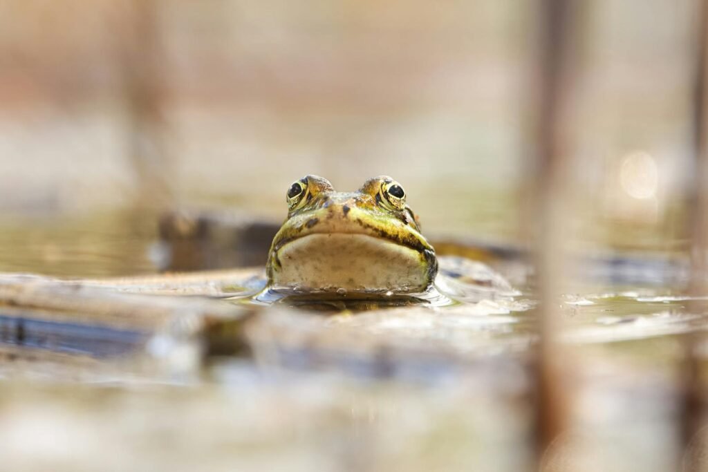 A vibrant frog emerges from a pond in Grand Est, France, displaying its natural habitat.