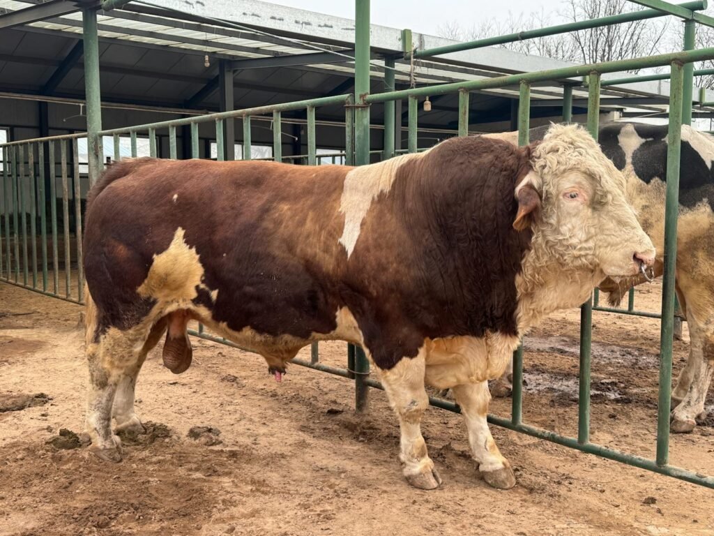 Simmental bull standing in an outdoor pen on a farm, showcasing its strong build.