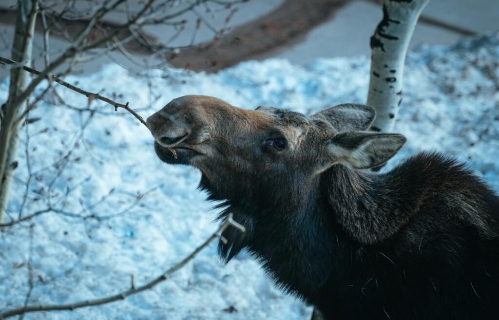A moose feeds on branches against a snowy winter backdrop, highlighting nature's resilience.
