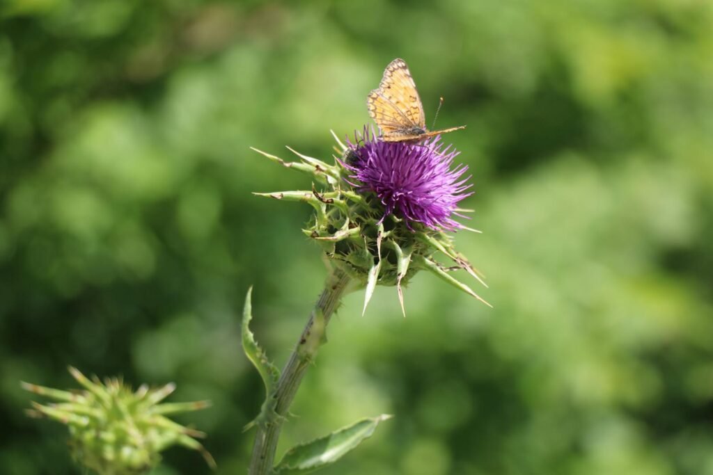 A butterfly perched on a vibrant thistle in a lush green setting, showcasing nature's beauty.