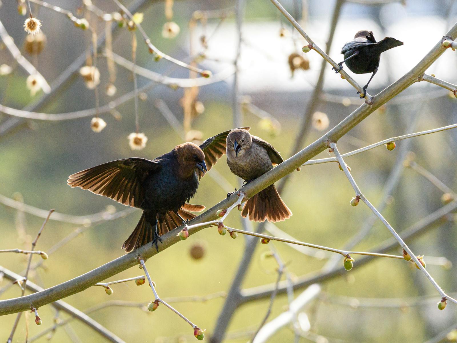 Birds vs. Viruses: Ancient Proteins and the Future of Respiratory Medicine
