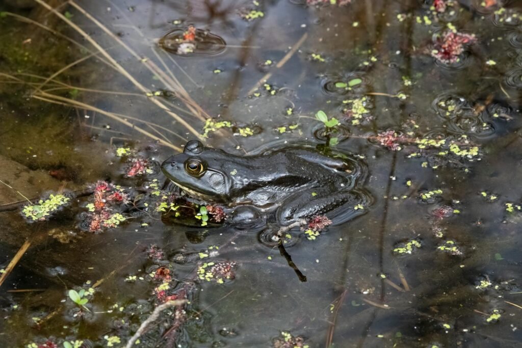 Free stock photo of frogs