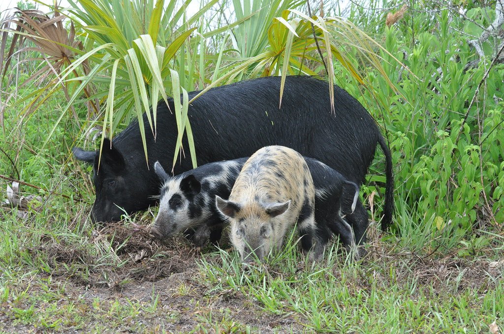 Feral Hog, Florida.