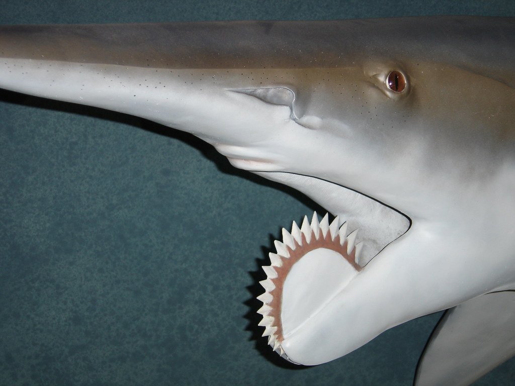 Helicoprion.