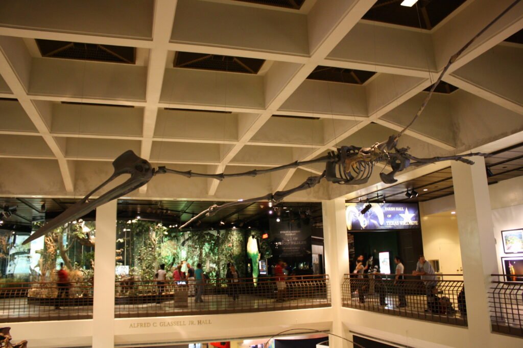 Quetzalcoatlus northropi