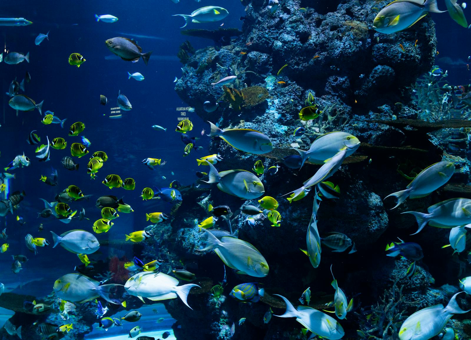 There’s No Such Thing as a Fish: Why Biology Says You’re Wrong About the Ocean