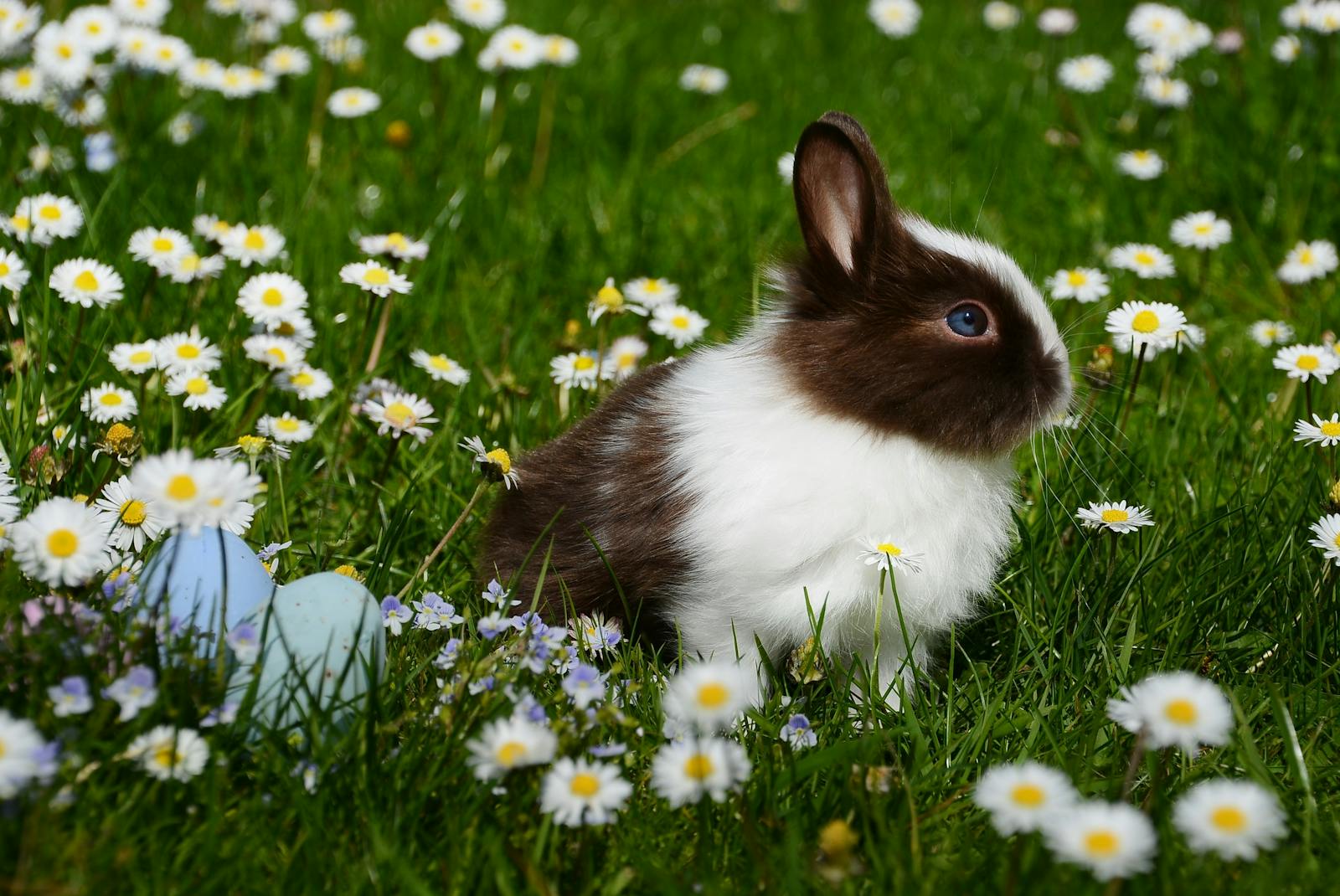 From Snowshoe Hare to Cottontail: How Environment Shapes Evolution