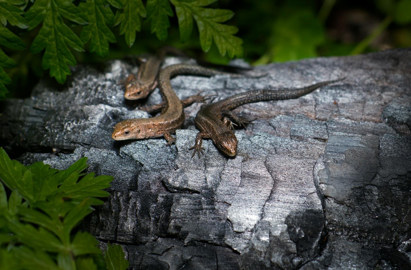 Some Lizards Can Reproduce Without Males
