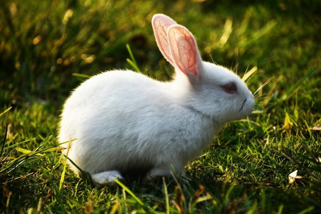 A cute white rabbit sitting on sunlit grass perfect for animal lovers and nature enthusiasts.
