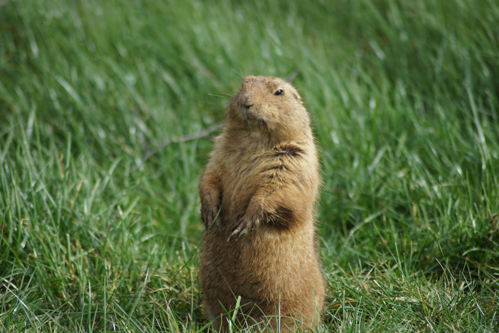 Prairie Dog Towns and the Species That Depend on Them