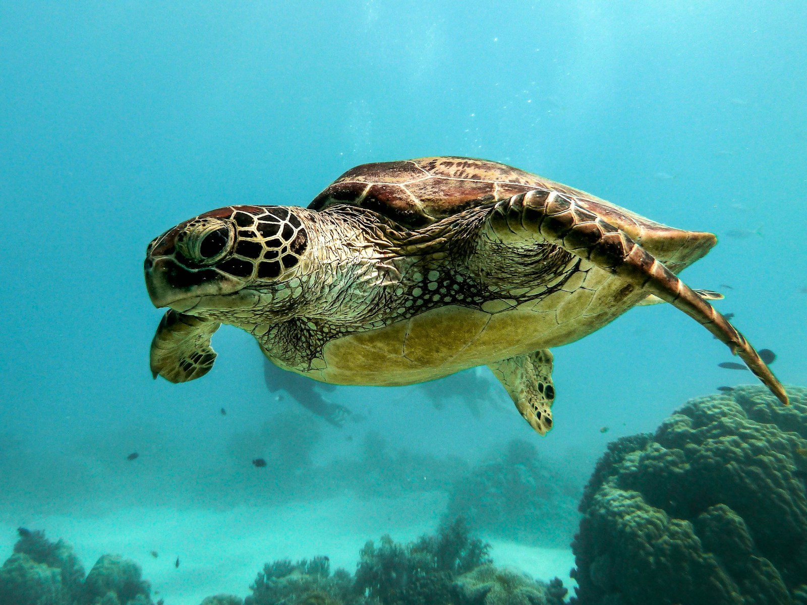 Turtles Breathe Through Their Butts (During Hibernation)