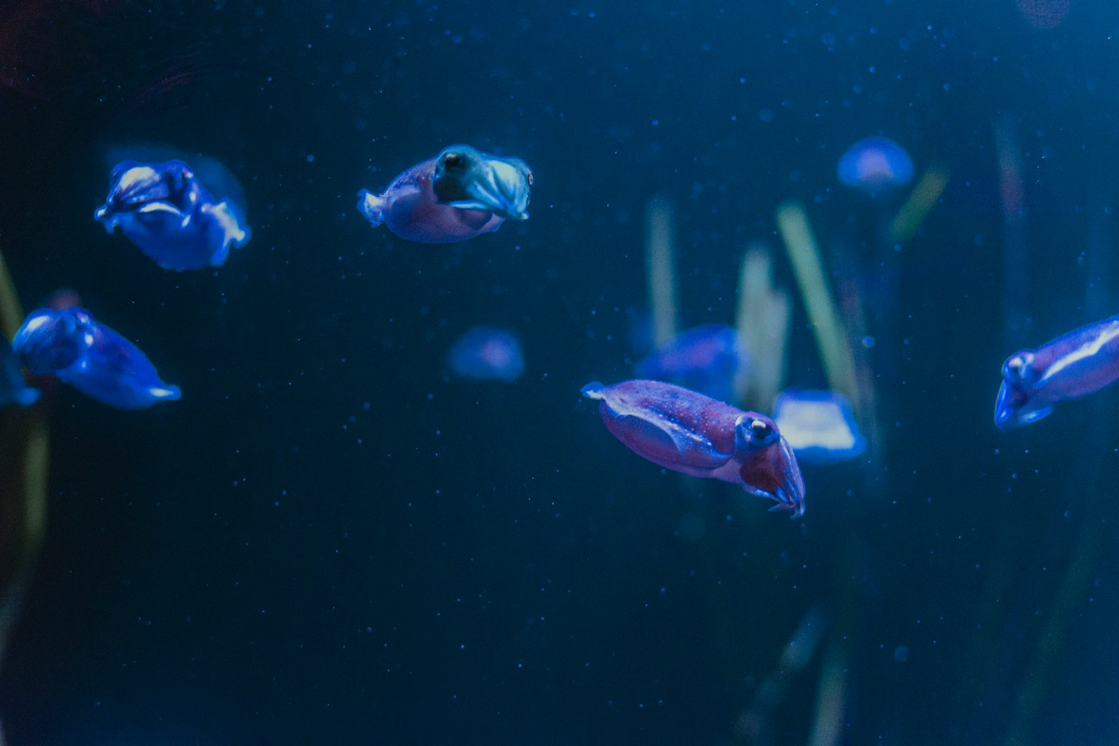 The Largest Eyes in the Animal Kingdom Belong to a Deep-Sea Legend