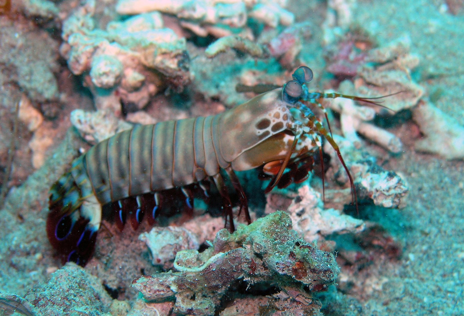 The Shrimp That Punches So Fast It Boils Water