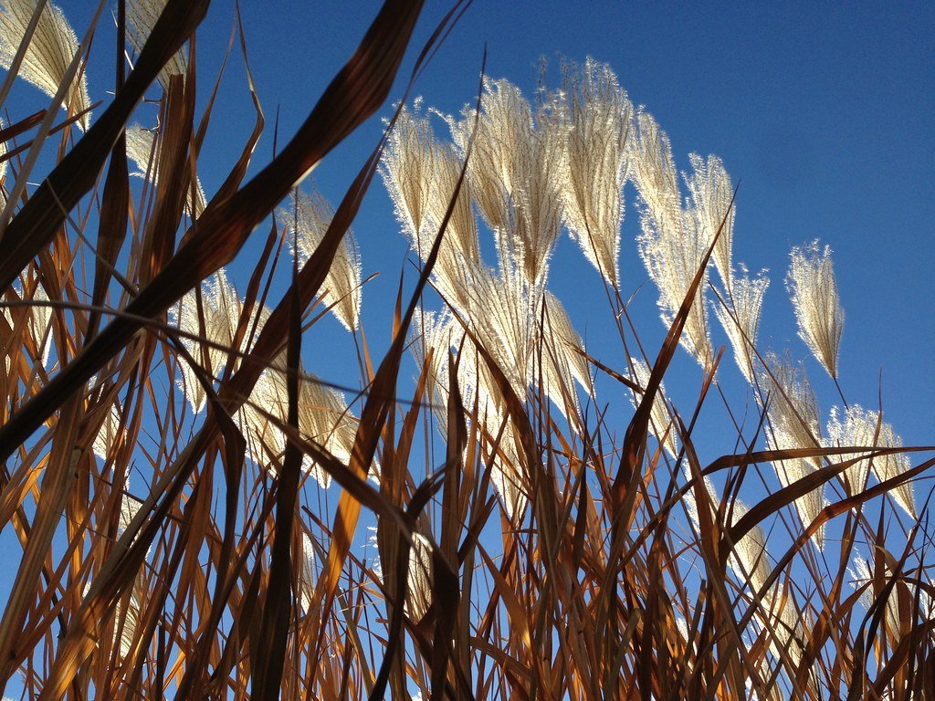 Tall prairie grass.