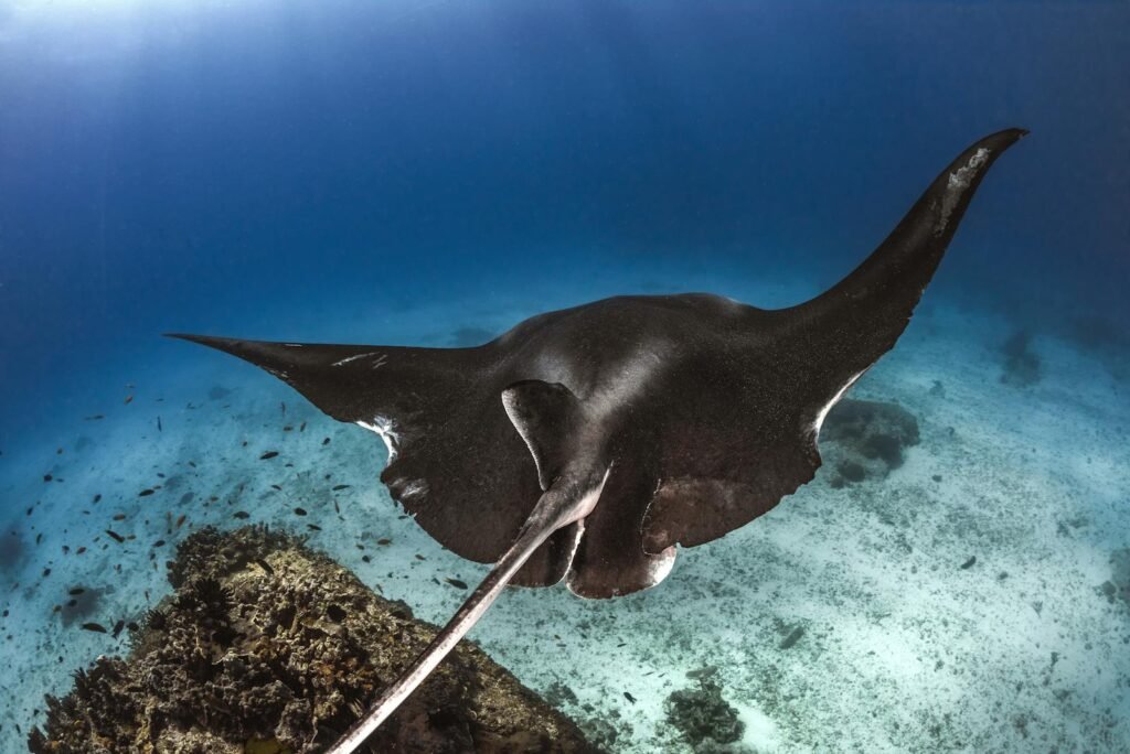 Discover the serene beauty of a manta ray gliding underwater in this stunning wildlife photograph.