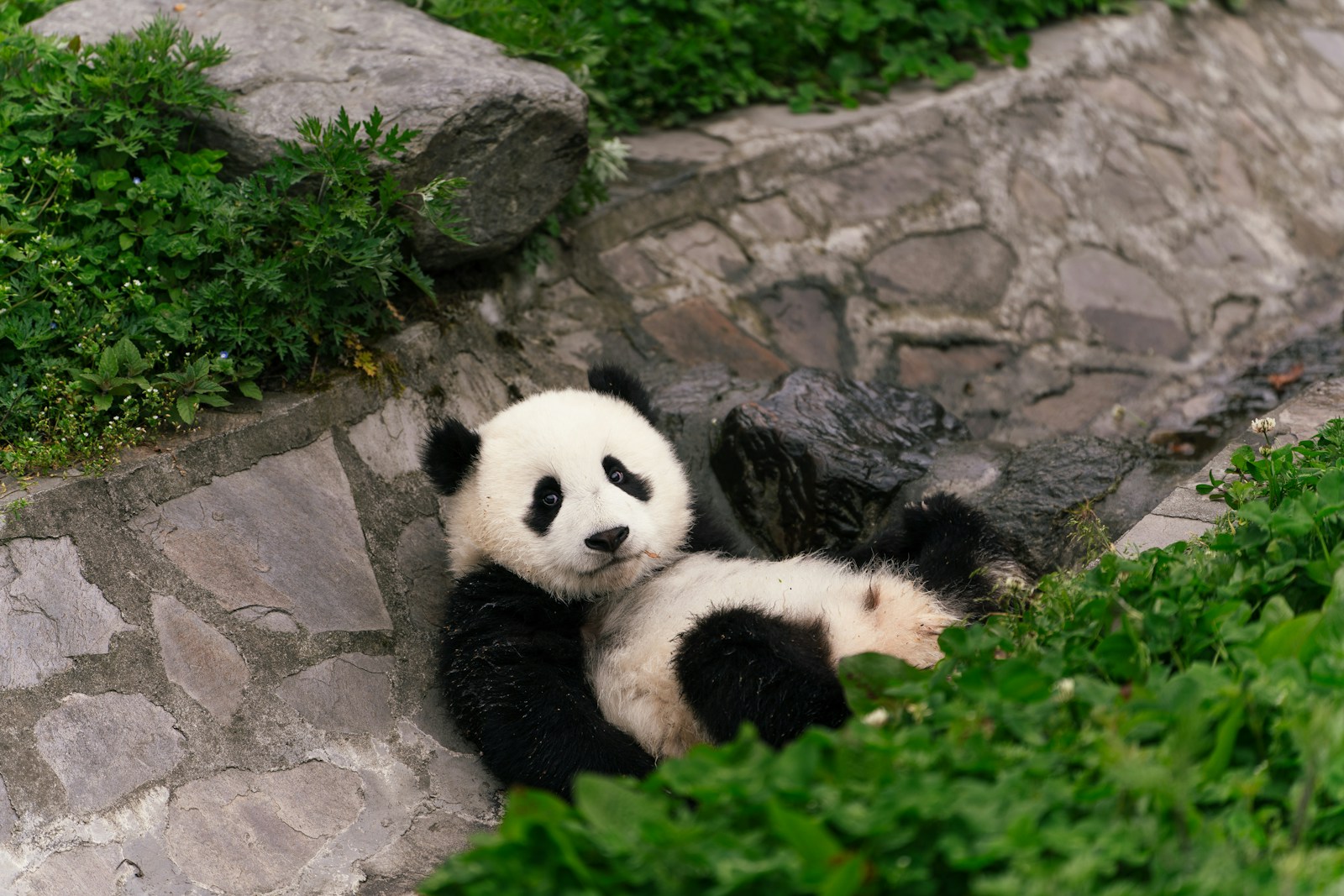 How Intelligence Bias Shapes Conservation: Why We Save Pandas but Not Pigeons