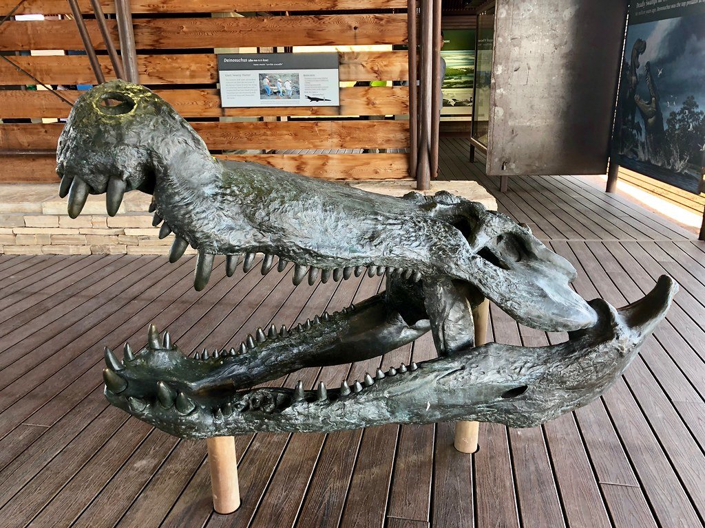 Deinosuchus Head