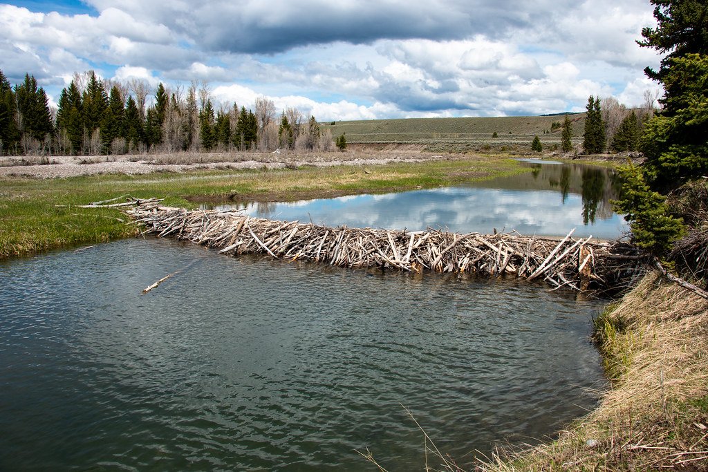 Beaver Dam.