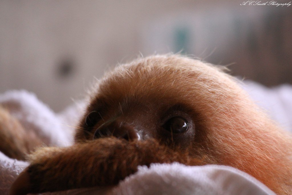 Baby Sloth.