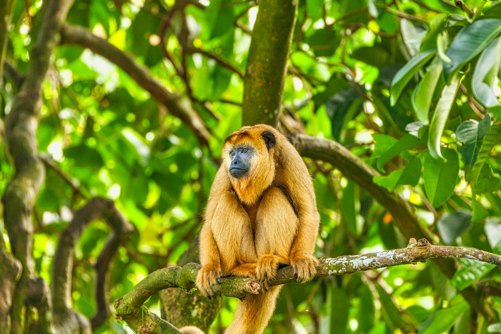 The Monkey with a Loudspeaker: Howler Monkeys and Their Unnatural Vocal Range