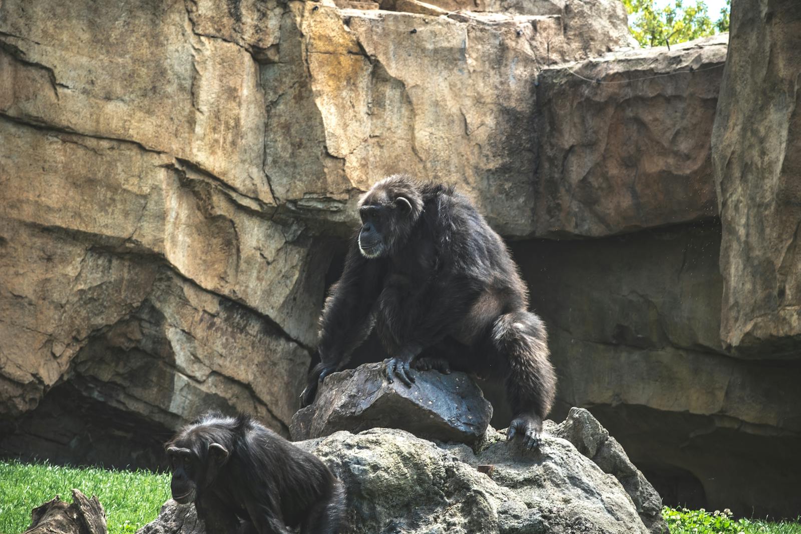 Chimpanzees Make Their Own Drums—and Have Rhythmic Preferences