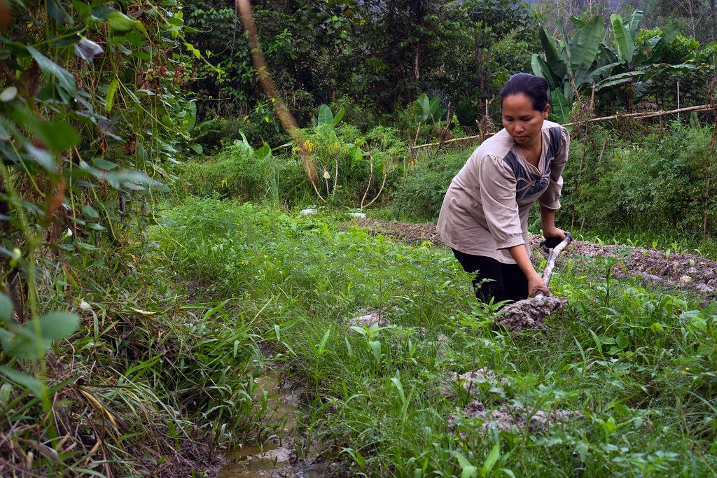 Orang Aslim member tending to a garden of indigenous plants in Malaysia.