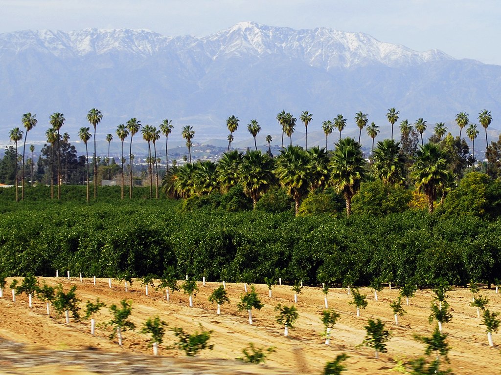 Citrus groves