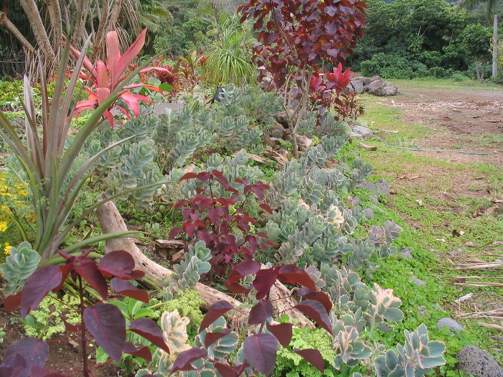 Xeriscape.
