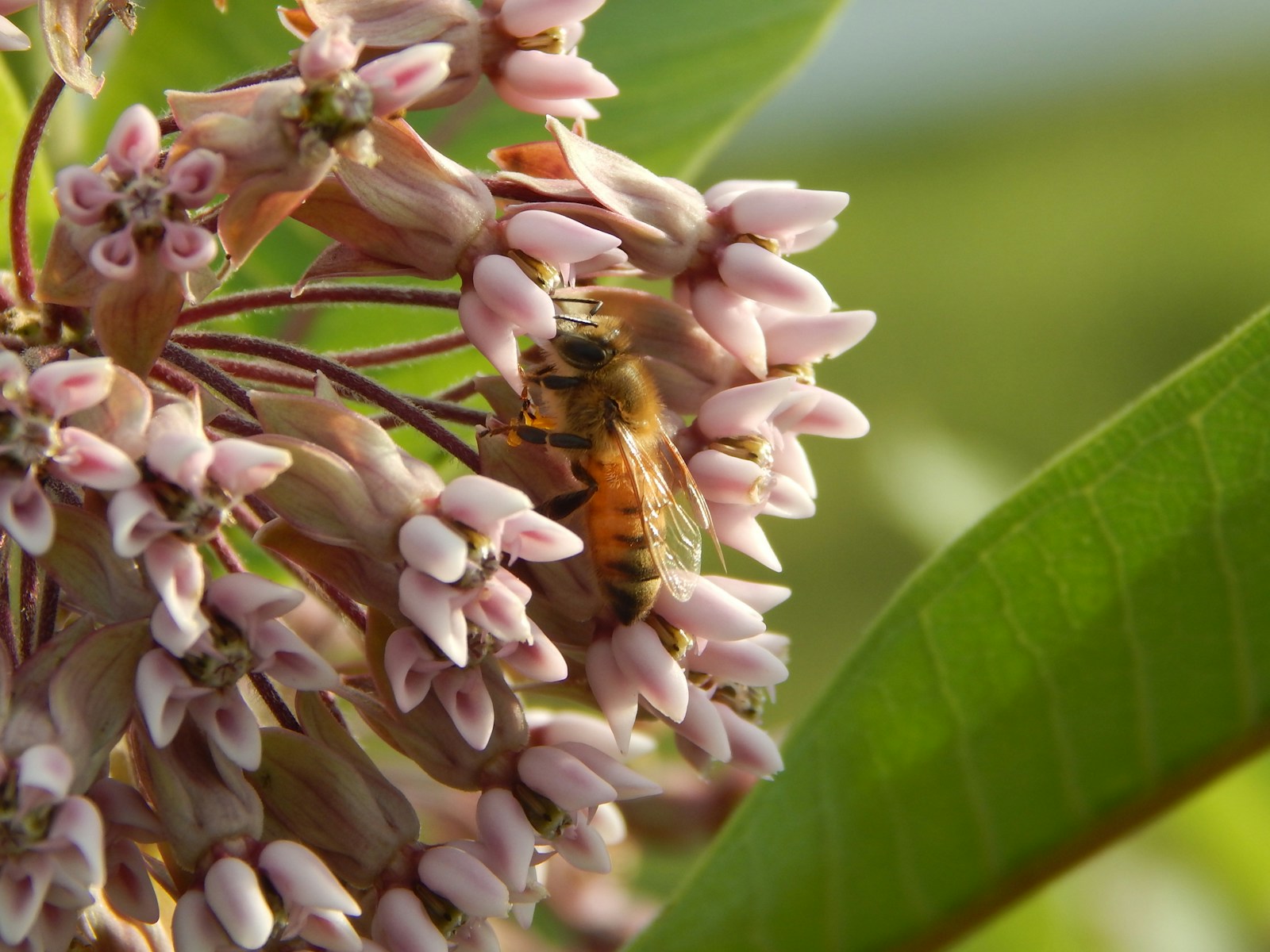 Why Are Bees Dying? How Pollinator Decline Ties into Crop Collapse Worldwide