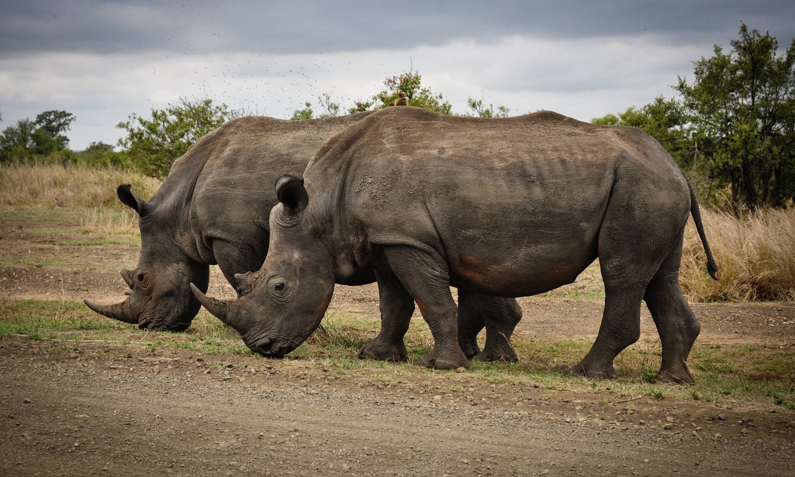 Scientists Solve 50-Year Fossil Mystery: Why 100+ Rhinos Died Together in Nebraska 12 Million Years Ago