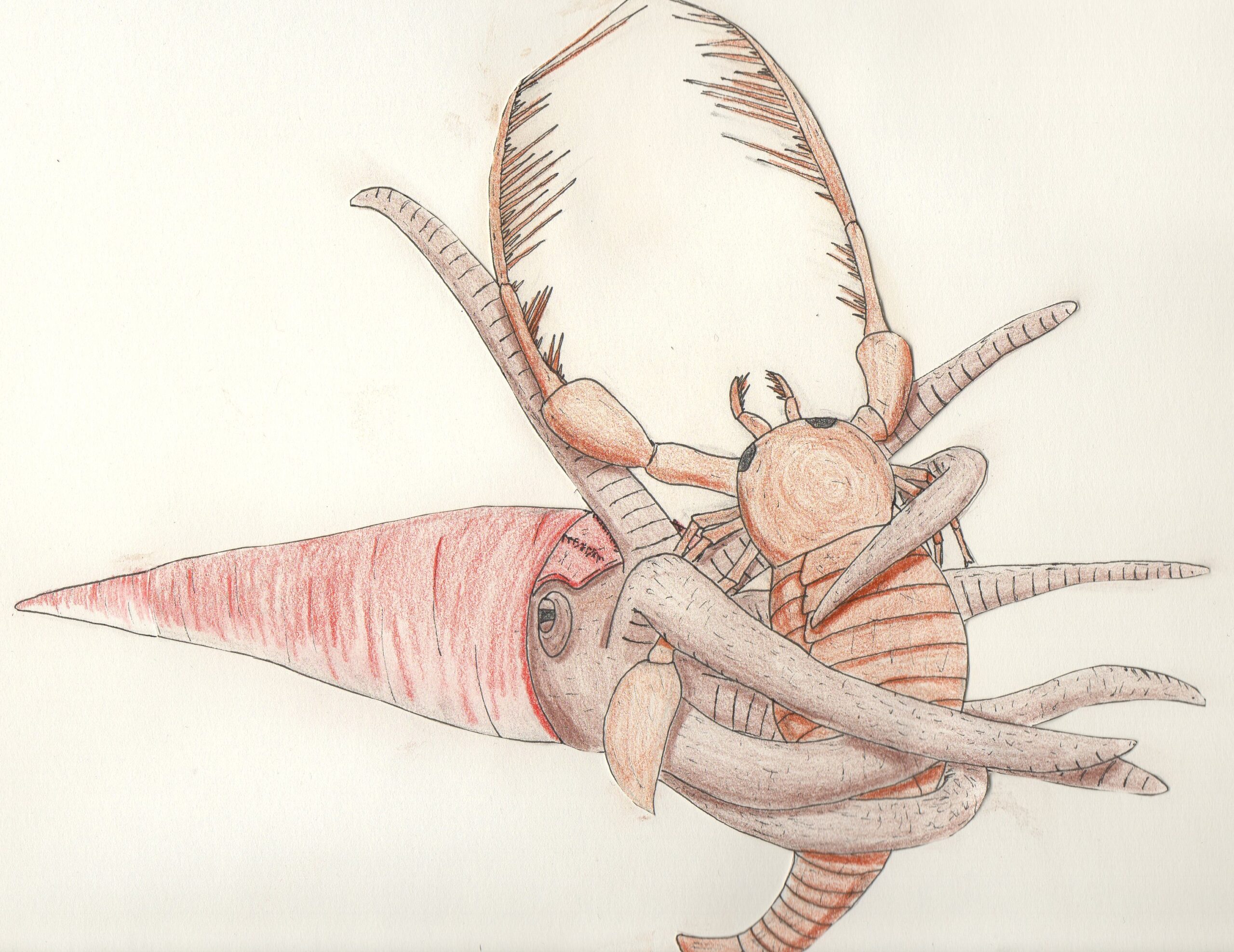 Cameroceras: The Cephalopod Titan That Preyed Before the Dinosaurs